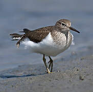 Common Sandpiper