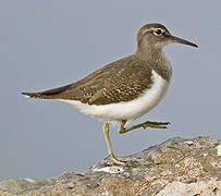 Common Sandpiper