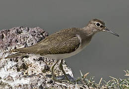 Common Sandpiper