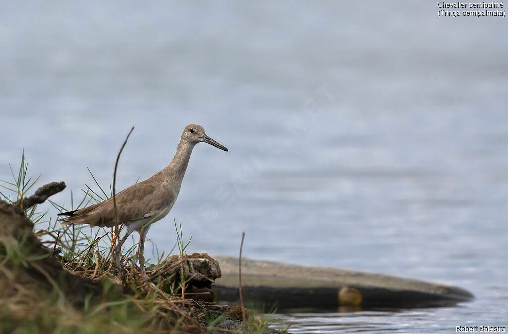 Willet