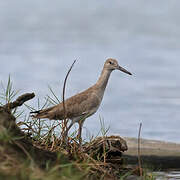 Willet