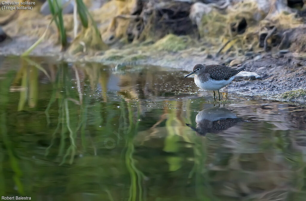 Solitary Sandpiper