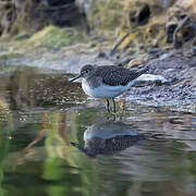 Solitary Sandpiper