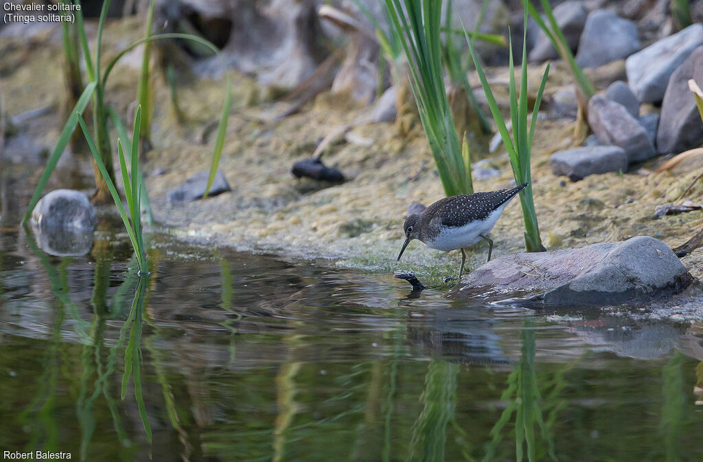 Solitary Sandpiper