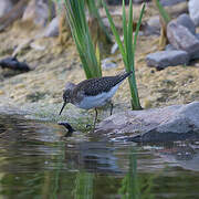 Solitary Sandpiper