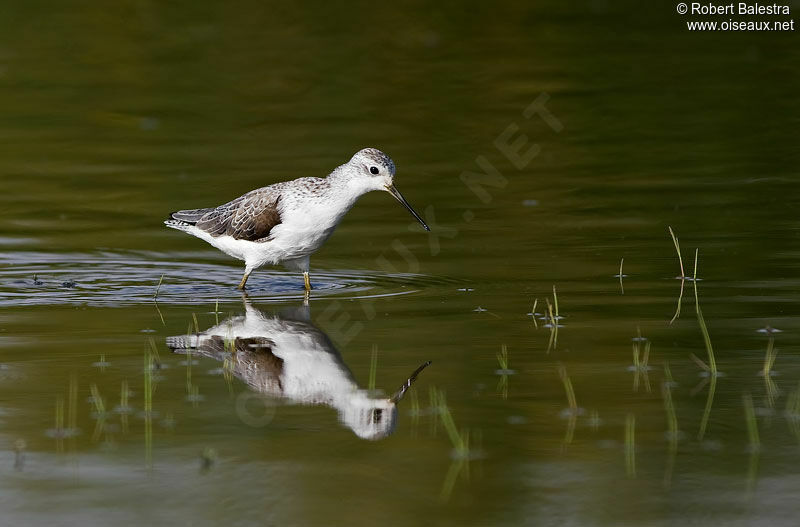 Marsh Sandpiper