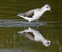 Marsh Sandpiper