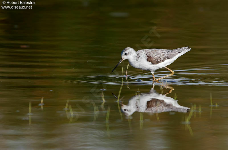 Marsh Sandpiper