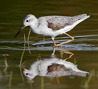 Marsh Sandpiper