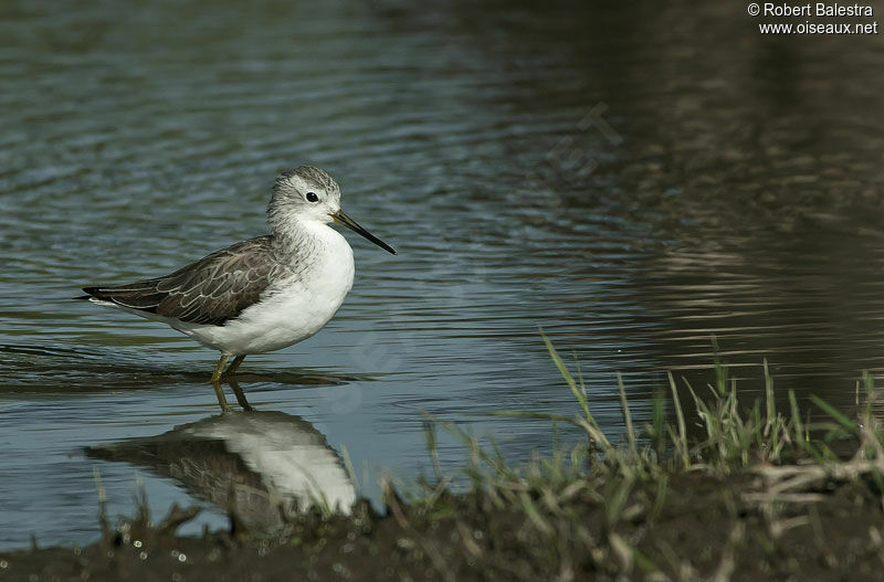 Marsh Sandpiper