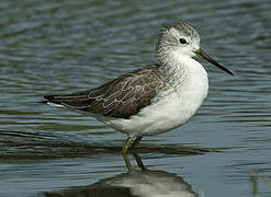 Marsh Sandpiper