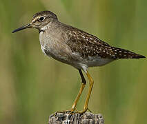 Wood Sandpiper