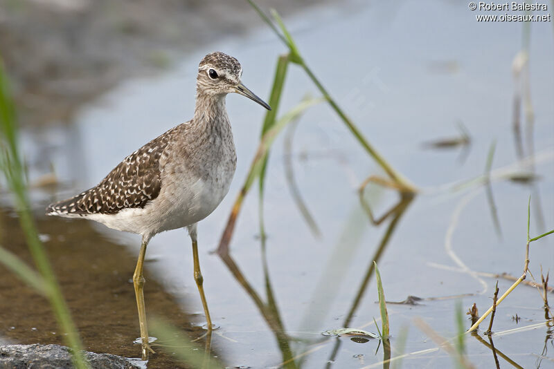 Wood Sandpiper