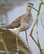 Wood Sandpiper