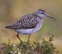 Wood Sandpiper