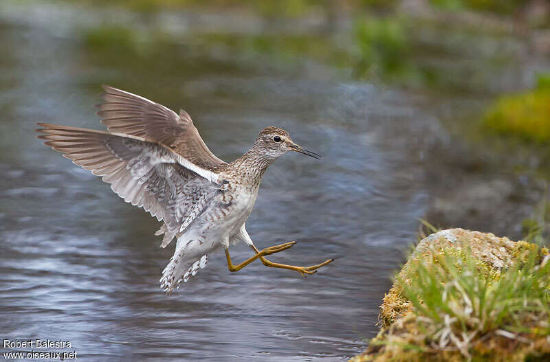 Wood Sandpiperadult, pigmentation, Flight