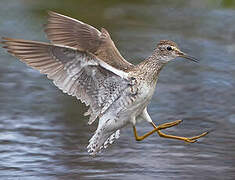 Wood Sandpiper