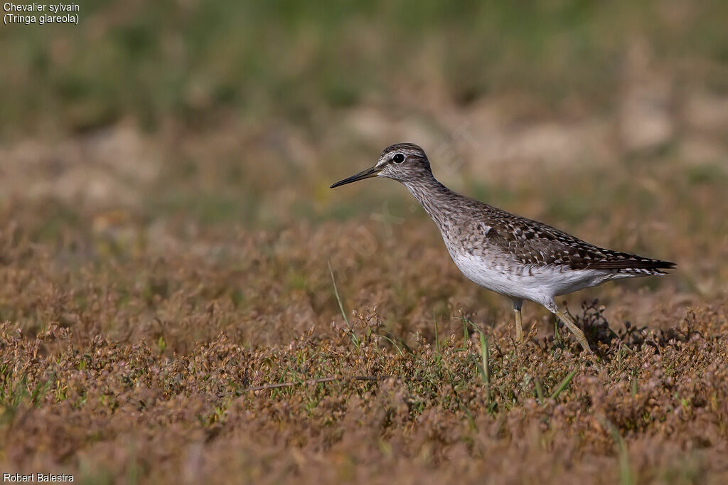 Wood Sandpiper