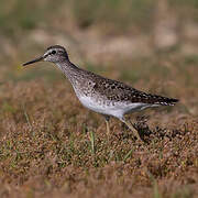 Wood Sandpiper