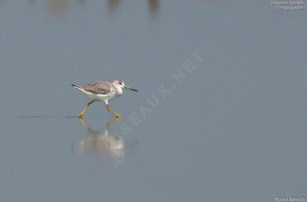 Nordmann's Greenshank