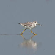 Nordmann's Greenshank