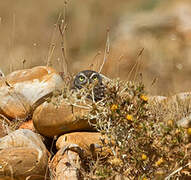 Little Owl