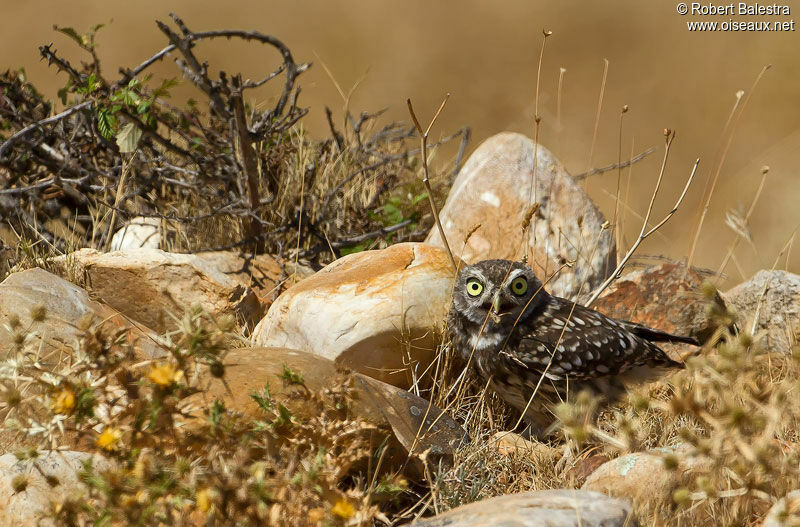 Little Owl