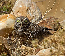 Little Owl