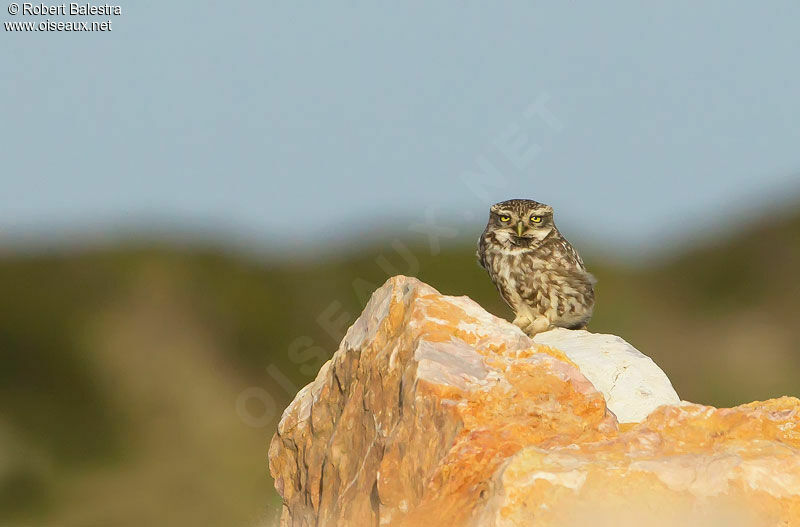 Little Owl