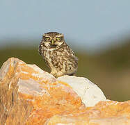 Little Owl