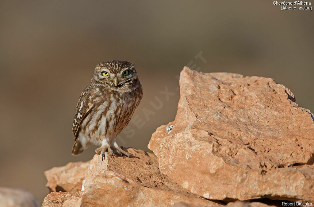 Little Owl