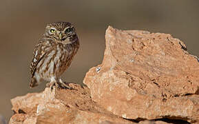 Little Owl