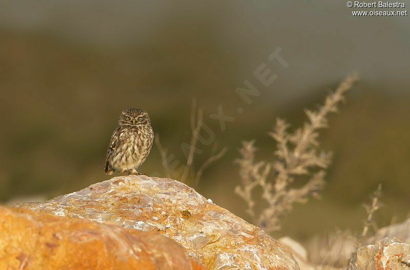 Little Owl