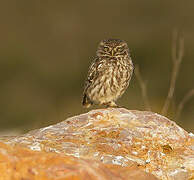 Little Owl