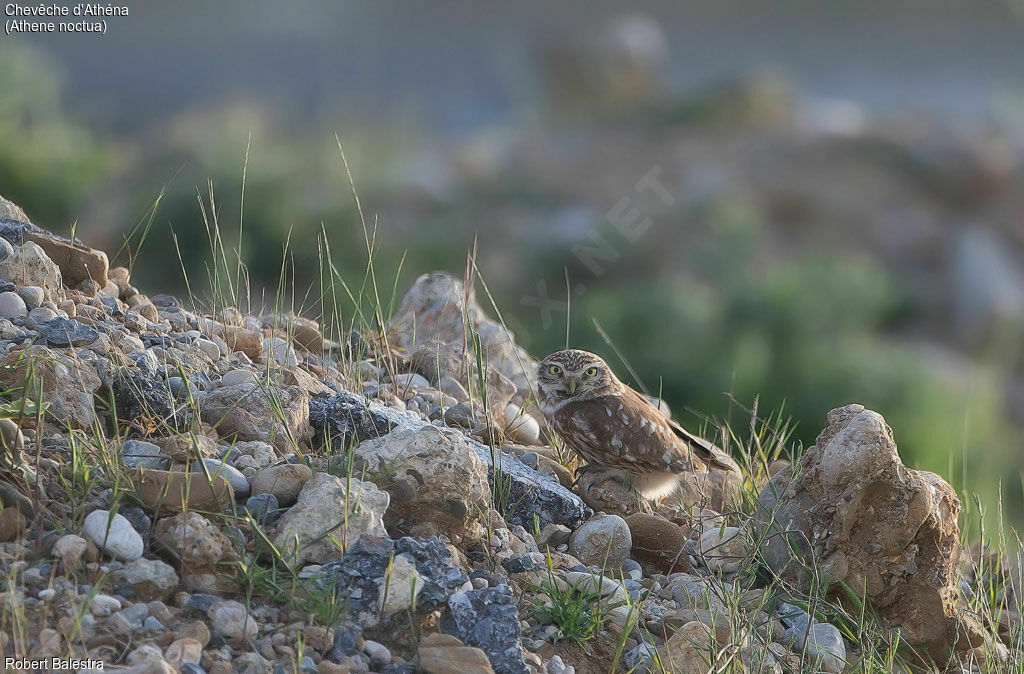 Little Owl