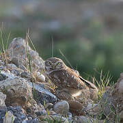 Little Owl