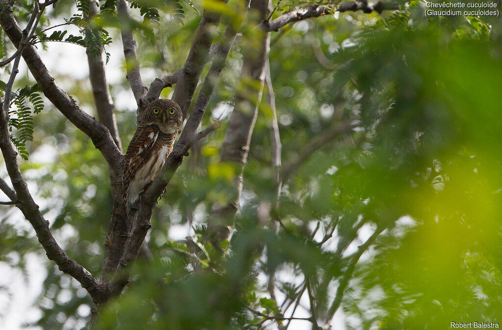 Asian Barred Owlet