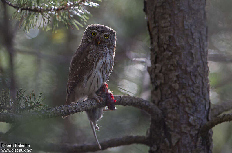 Eurasian Pygmy Owl male adult, feeding habits