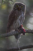 Eurasian Pygmy Owl