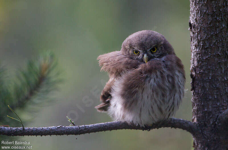 Eurasian Pygmy Owljuvenile, identification