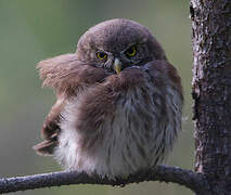 Eurasian Pygmy Owl