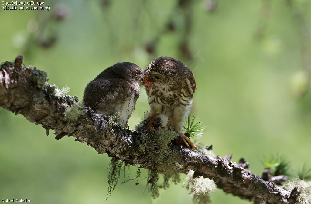 Eurasian Pygmy Owl