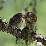 Eurasian Pygmy Owl