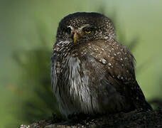 Eurasian Pygmy Owl