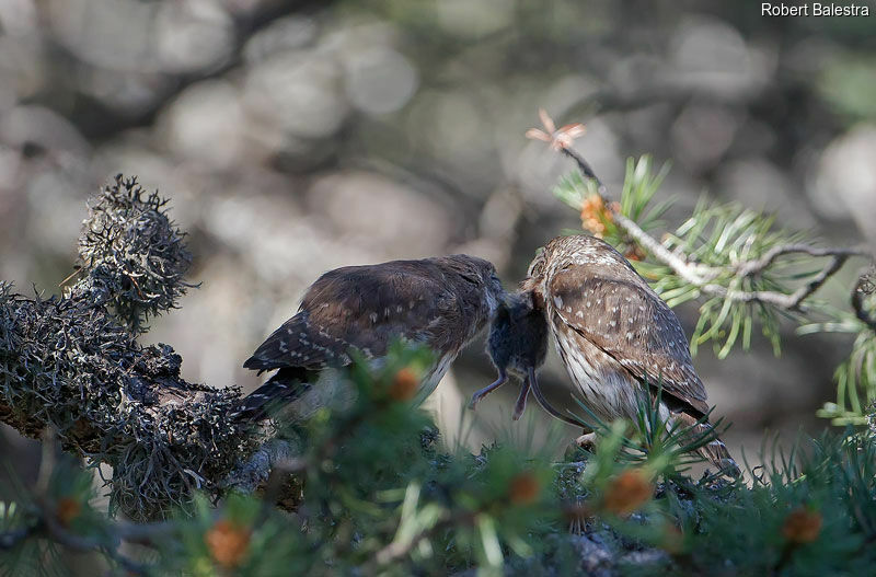 Eurasian Pygmy Owl