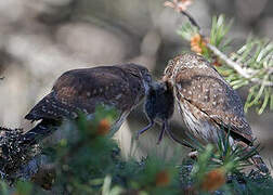 Eurasian Pygmy Owl