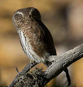 Eurasian Pygmy Owl