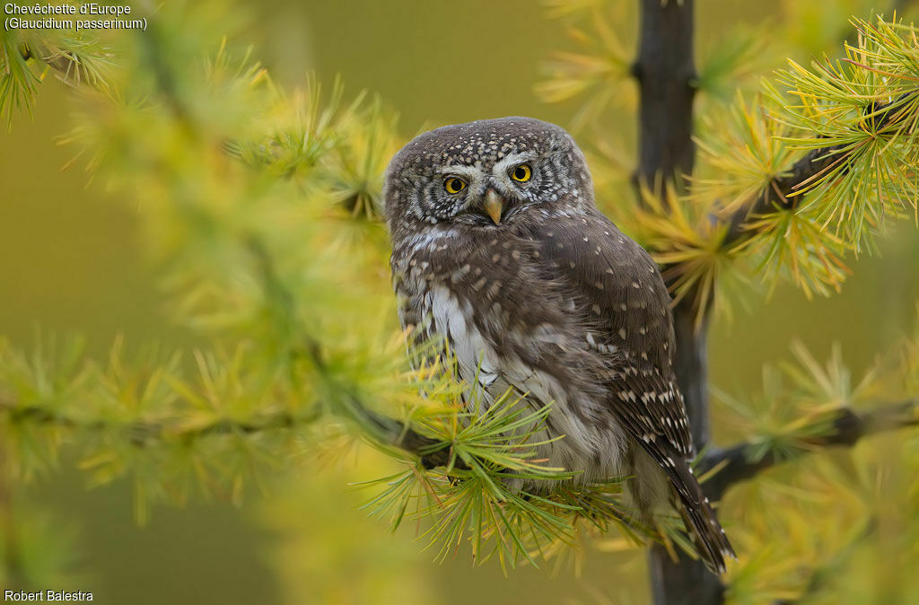 Eurasian Pygmy Owl