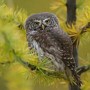 Eurasian Pygmy Owl