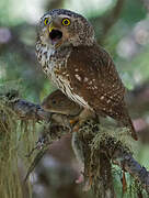 Eurasian Pygmy Owl